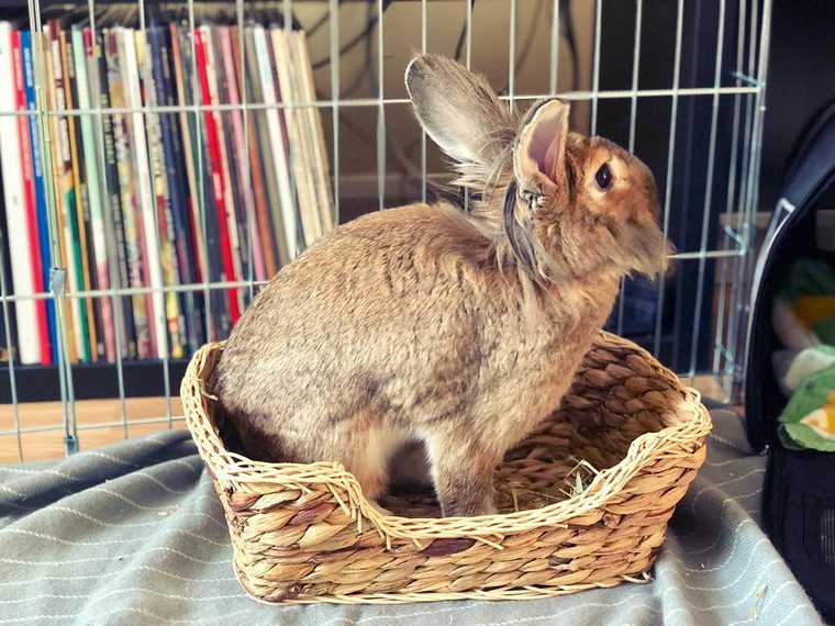Photo of Gilligan the rabbit, a male lionhead, sitting in his blanket.